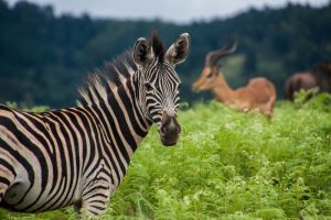 zebra on green long grass